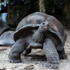 The world's oldest living land animal?