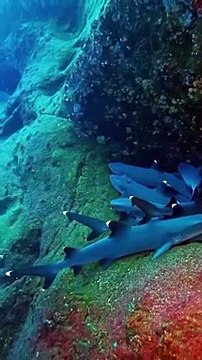 “When your sharky friends throw you off bed and you try to resist having fins and no hands