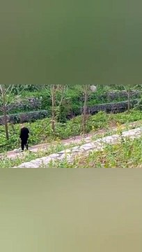 funny dogs compilation videos | funny dogs videos 2023 | funny pets videos 2023 .