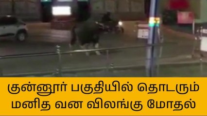 நீலகிரி: பொதுமக்களை விரட்டும் காட்டெருமை-பரபரப்பு வீடியோ காட்சி