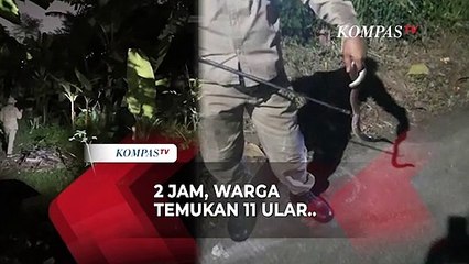 Warga Cipayung Temukan 11 Ular Usai Berburu 2 Jam: 3 Diantaranya Kobra