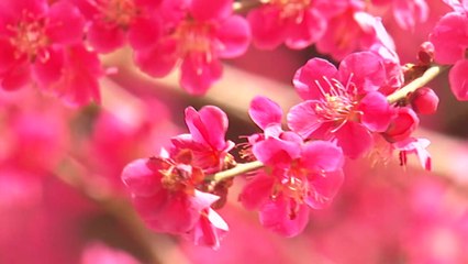 [영상] 붉디붉은 구례 화엄사 홍매화 활짝! / YTN