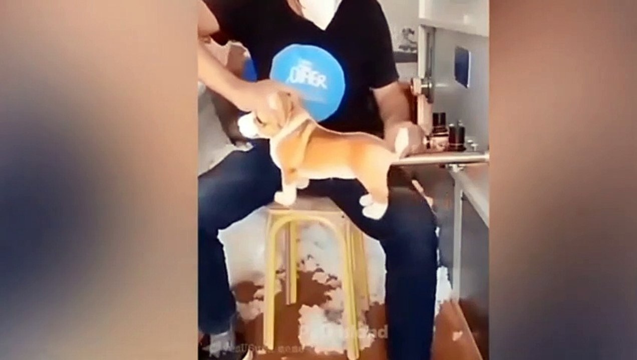 YOU CAN NOT STOP LAUGHING ON THESE FUNNY VIDEOS OF DOGS