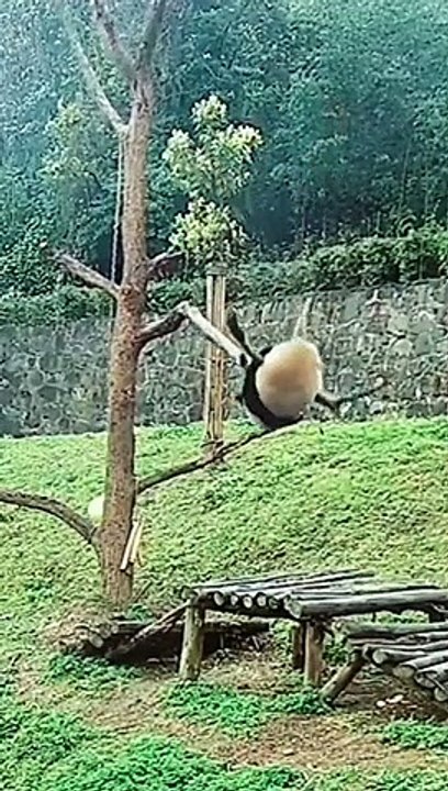 Funny big animals