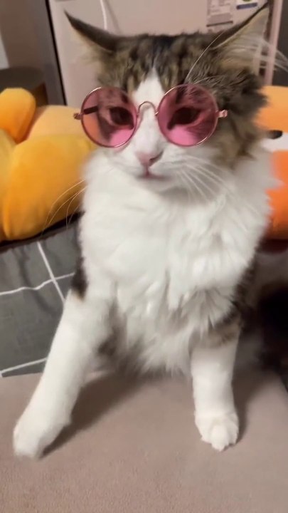 Funny cat video
