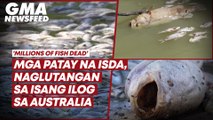 ‘Millions of fish dead’ — Mga patay na isda, naglutangan sa isang ilog sa Australia | GMA News Feed
