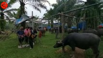Festival Bantai Adat, sembelih puluhan kerbau sebelum Ramadan