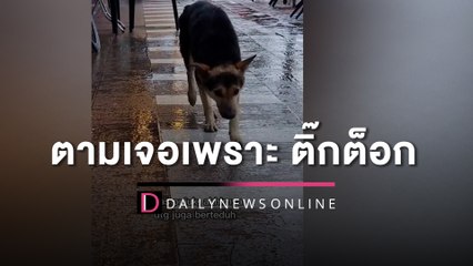 น้องหมาหลงจากเจ้าของนาน 8 เดือน สุดท้ายตามเจอเพราะคลิป "ติ๊กต็อก" | HOTSHOT เดลินิวส์ 19/03/66