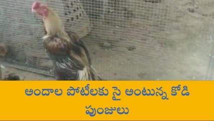ప్రకాశం: కొక్కొరోకో ఎంత సొగసో చూడు తరమా..!