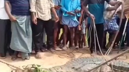 వనపర్తి: జిల్లాలో భారీ మొసలి..!