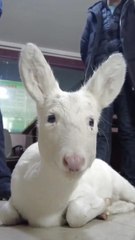 Çin'de Nadir Görülen Bir Beyaz Karaca Kurtarıldı