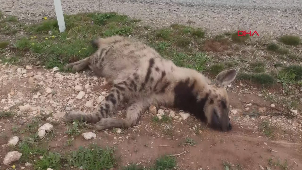 Batman'da nesli tükenme tehlikesi altındaki çizgili sırtlan ölü bulundu