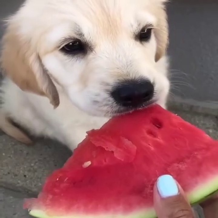 Funniest and cutest labrador puppies pet funny video funny animals ...