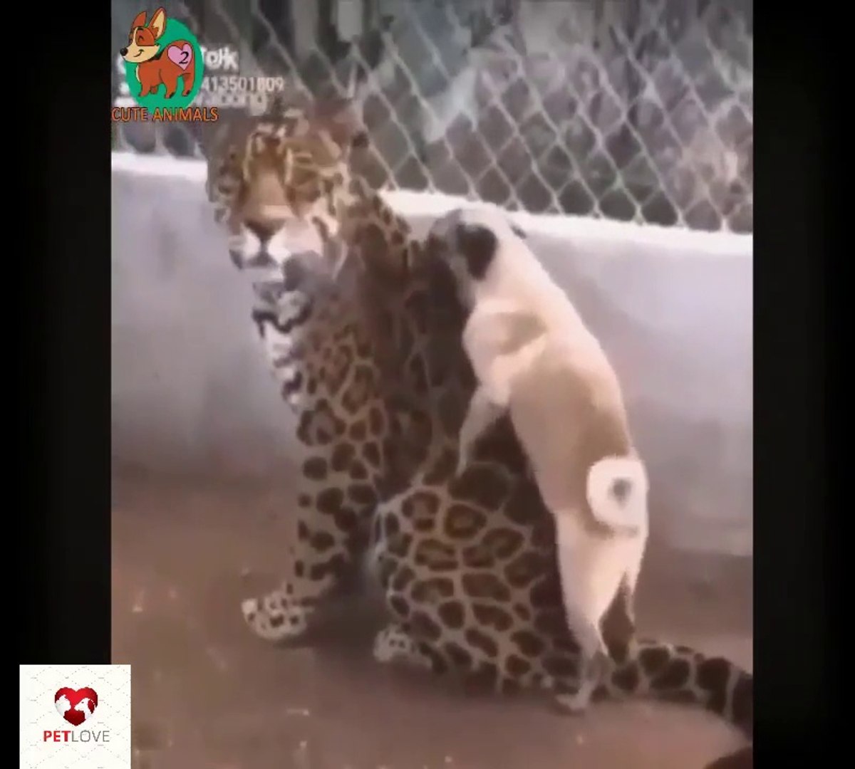 ⁣Awesome Funny Animals' Life Videos - Funniest Pets