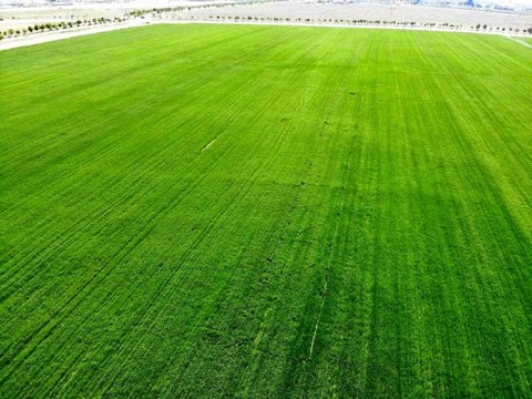 Tahıl ambarı Konya Ovası'nda yağışlarla rekolte beklentisi arttıZMO Konya Şube Başkanı Kırkgöz: Geçtiğimiz yıllarda 2 milyon ton civarında...