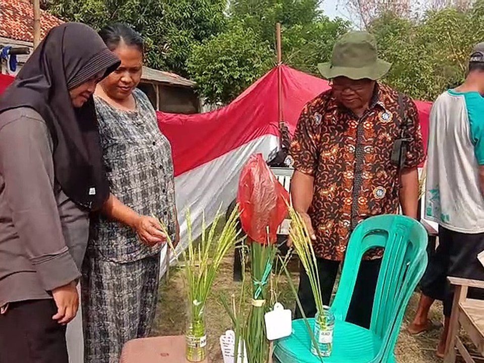 Pelatihan Penyerbukan Silang Tanaman Padi
