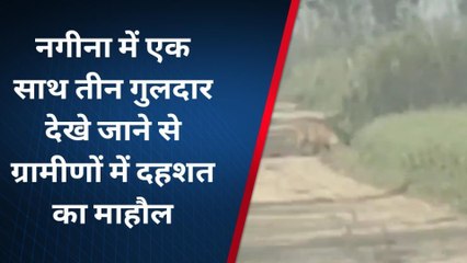 बिजनौर: नगीना में तीन गुलदार देखे जाने से ग्रामीणों में दहशत का माहौल
