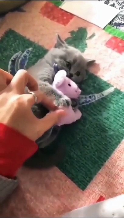 Funniest Animals 2023 Funniest Cats and Dogs part 8