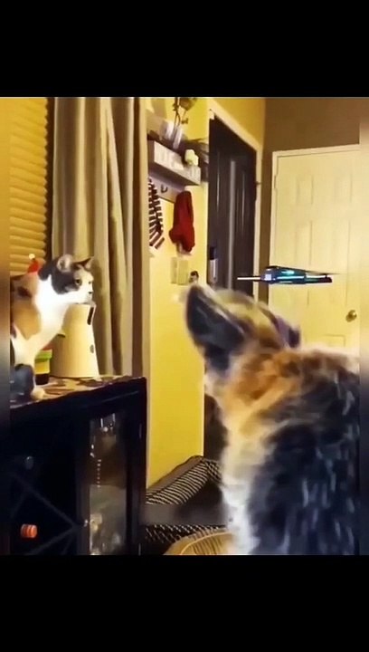 Funniest Animals 2023 Funniest Cats and Dogs Video Part 13