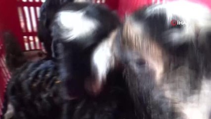 Keçi üçüz doğurdu: Oğlaklara evde bebek gibi bakıyorlar