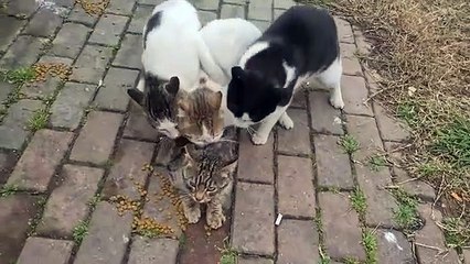 Poor Female Cat Attacked by 3 Male Cats
