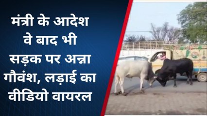 कन्नौज: मंत्री असीम अरुण के आदेश नही मानती पालिका, सड़कों पर लड़ रहे सांड