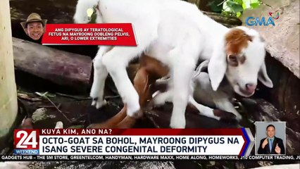 Kambing, ipinanganak na may walong binti | 24 Oras Weekend
