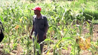 Farmers In Chakama Counting Losses.