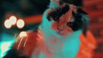 Animal Footage - Cats and Kittens Beautiful Scenes _ Viral Cat