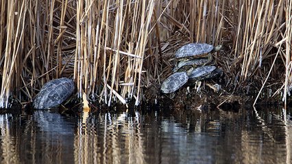 Kış uykusundan uyanan çizgili kaplumbağalar görüntülendi