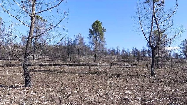 Castilla y León recupera la zona de dos de los incendios más graves de España