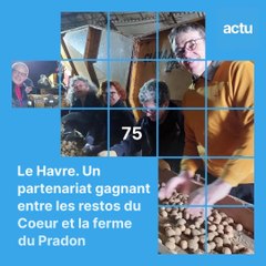 Trop petites pour être commercialisées, ces pommes de terre ont été triées par les bénévoles des restos