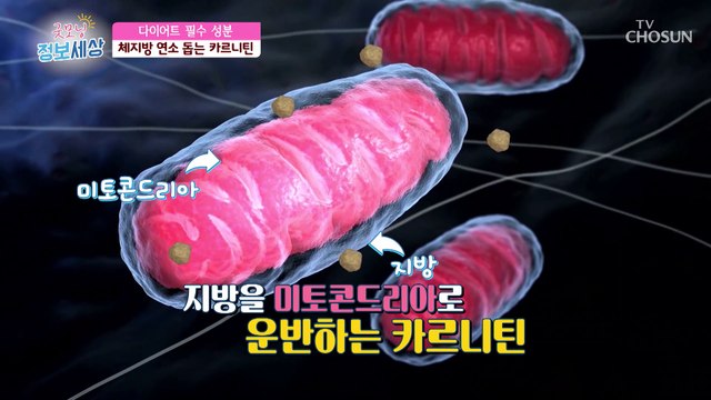 지방 연소율을 높여줘 운동 효과를 높여주는 ✫카르니틴✫ TV CHOSUN 230321 방송