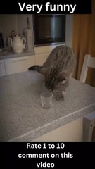 Pets Just Want to Have Fun-A Collection of Funny Moments- funny moments