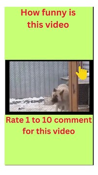Funny cats funny dogs, funniest animal videos 2023, funny pets#shorts #trending #shortvideos