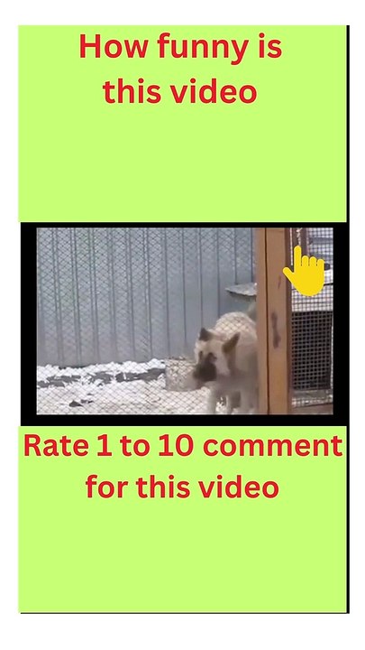 Funny cats funny dogs, funniest animal videos 2023, funny pets#shorts #trending #shortvideos