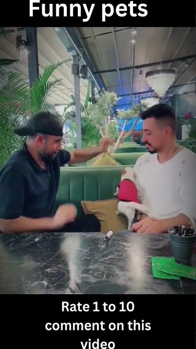 Funny cats funny dogs, funniest animal videos 2023, funny pets#shorts #trending #shortvideos