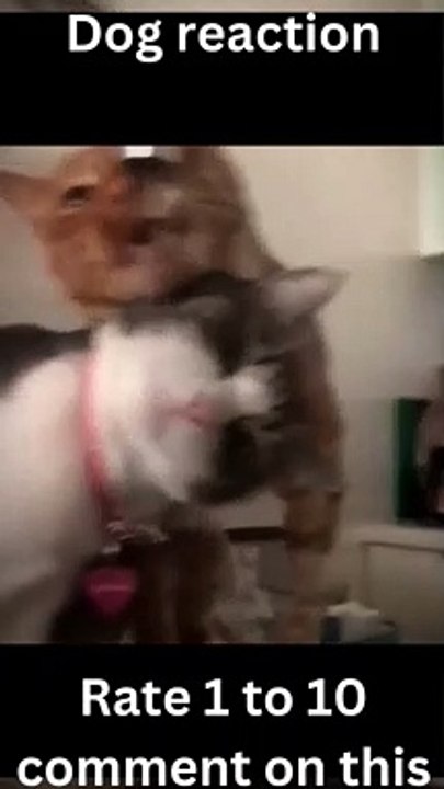 Funny cats funny dogs, funniest animal videos 2023, funny pets#shorts #trending #shortvideos