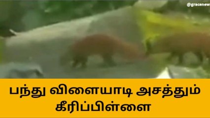 கோவை: பந்து விளையாடி அசத்தும் கீரிப்பிள்ளை-வீடியோ வைரல்