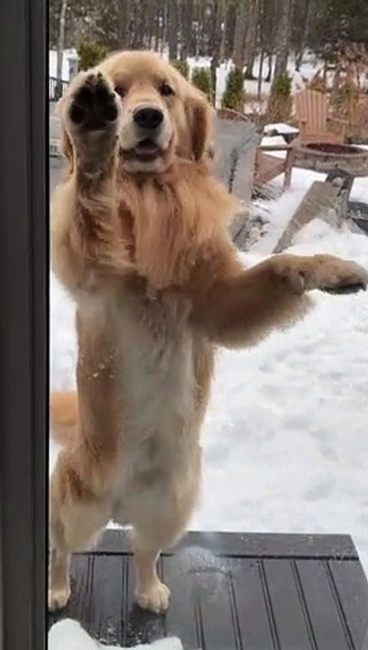 Corona the Golden Isn't the Brightest