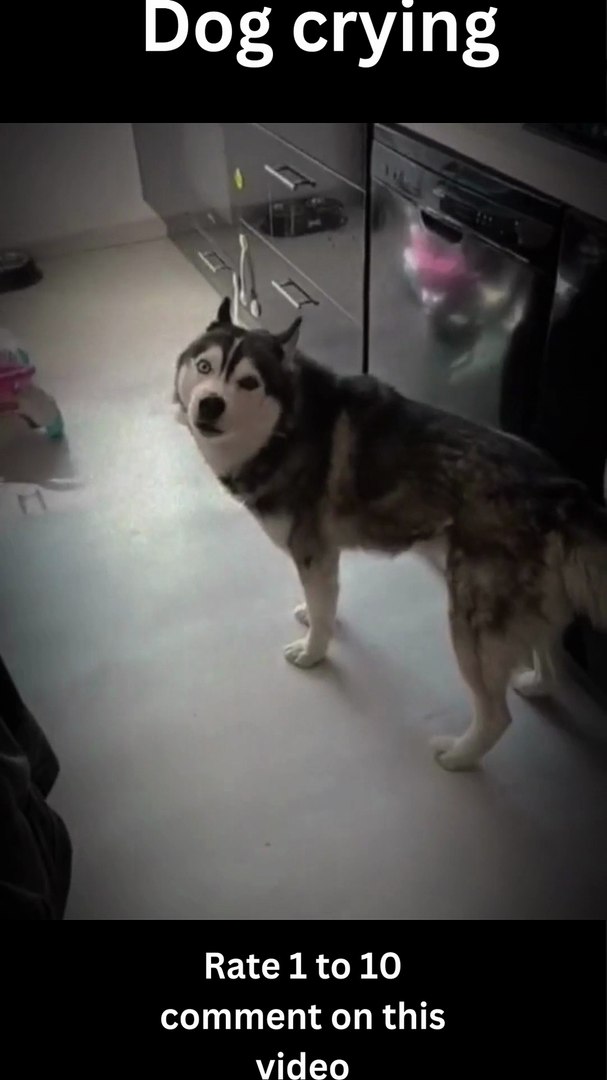 The Comedy Show That is My Life with Pets- funny comedy videos