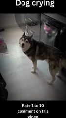 The Comedy Show That is My Life with Pets- funny comedy videos