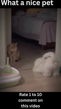 Funny catsfunny dogs, funniest animal videos 2023, funny pets#shorts #trending #shortvideosFunny catsfunny dogs, funniest animal videos 2023, funny pets#shorts #trending #shortvideos