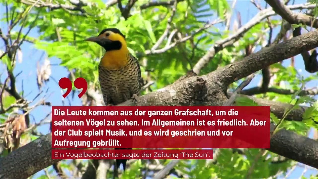 Lärmbelästigung: Nachtclub zu laut für Vögel
