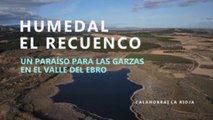 El Recuenco, un paraíso para las garzas