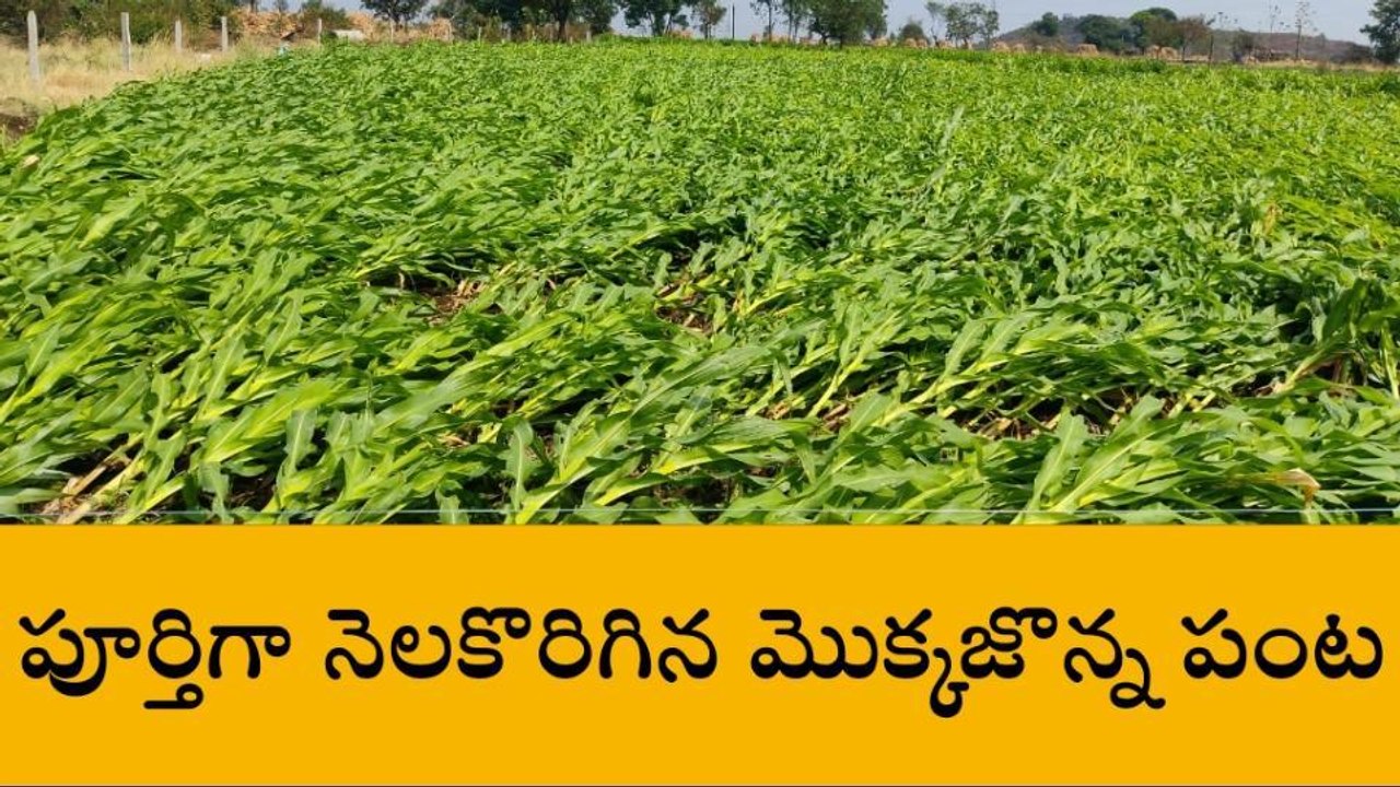 కామారెడ్డి: అకాల వర్షానికి నేలకొరిగిన మొక్కజొన్న