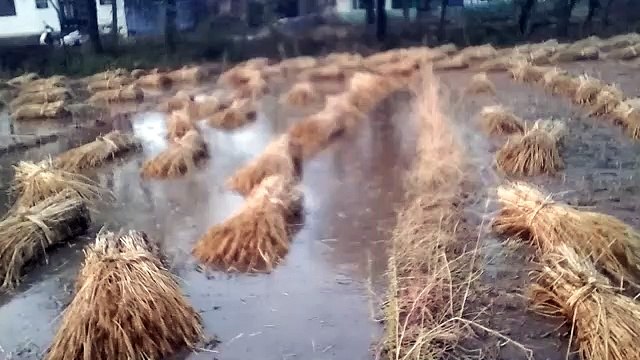 अन्नदाता पर प्रकृति की मार, बारिश व ओलावृष्टि से फसलें बर्बाद