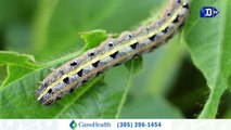 Aspirador de insectos para evitar pesticidas en los cultivo | La buena noticia