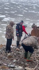 DFO Workers Help Dolphins Stuck in Ice