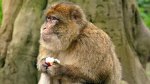 cute monkey eating apple